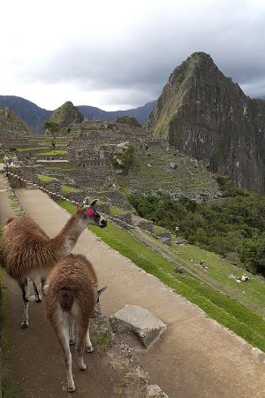 Cusco, Sacred Valley, Machu Picchu 233.jpg